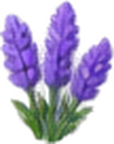Double Orchids Voucher