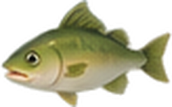Sea Bass